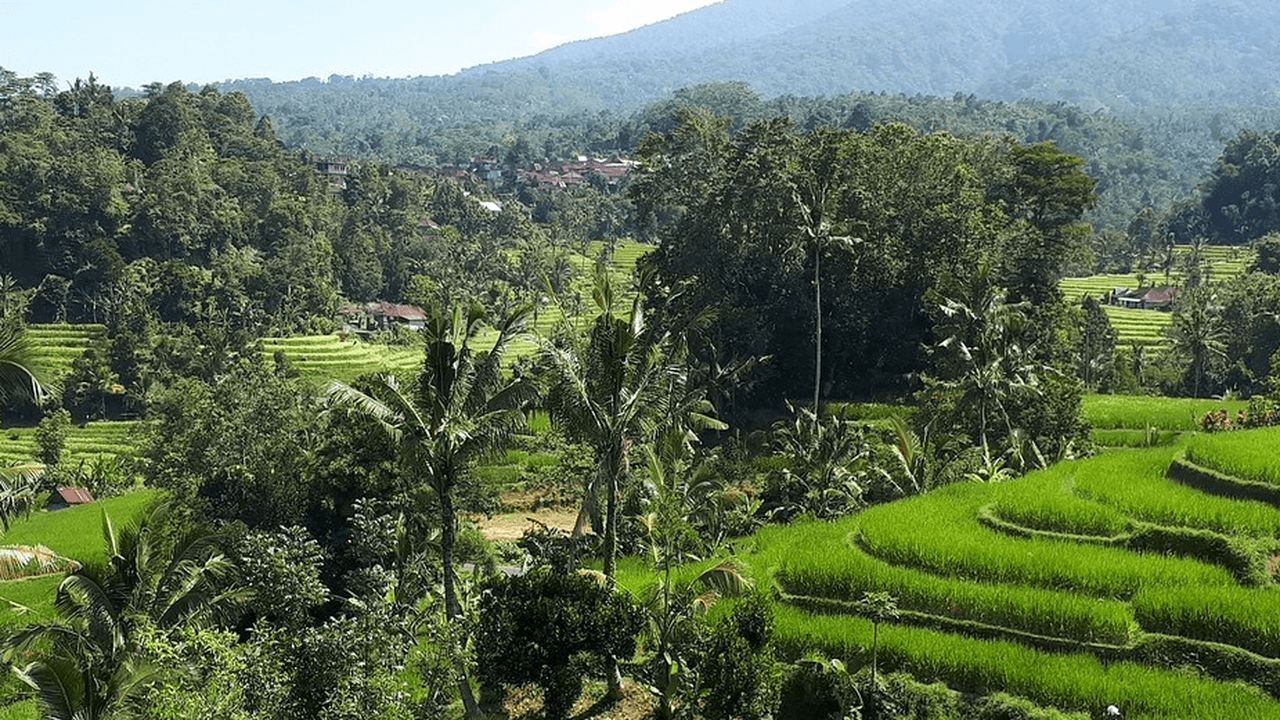 indonesie-java-nagrak-rijstvelden