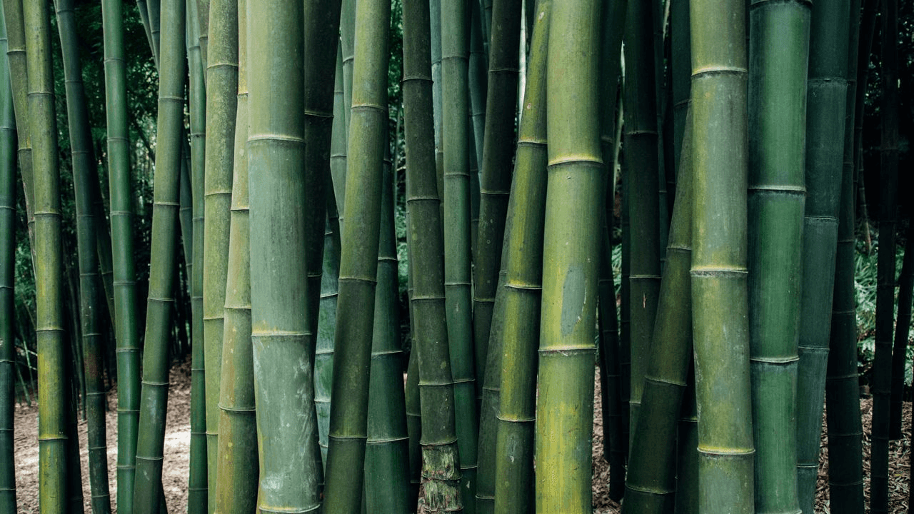 closeup-shot-bamboo-trees