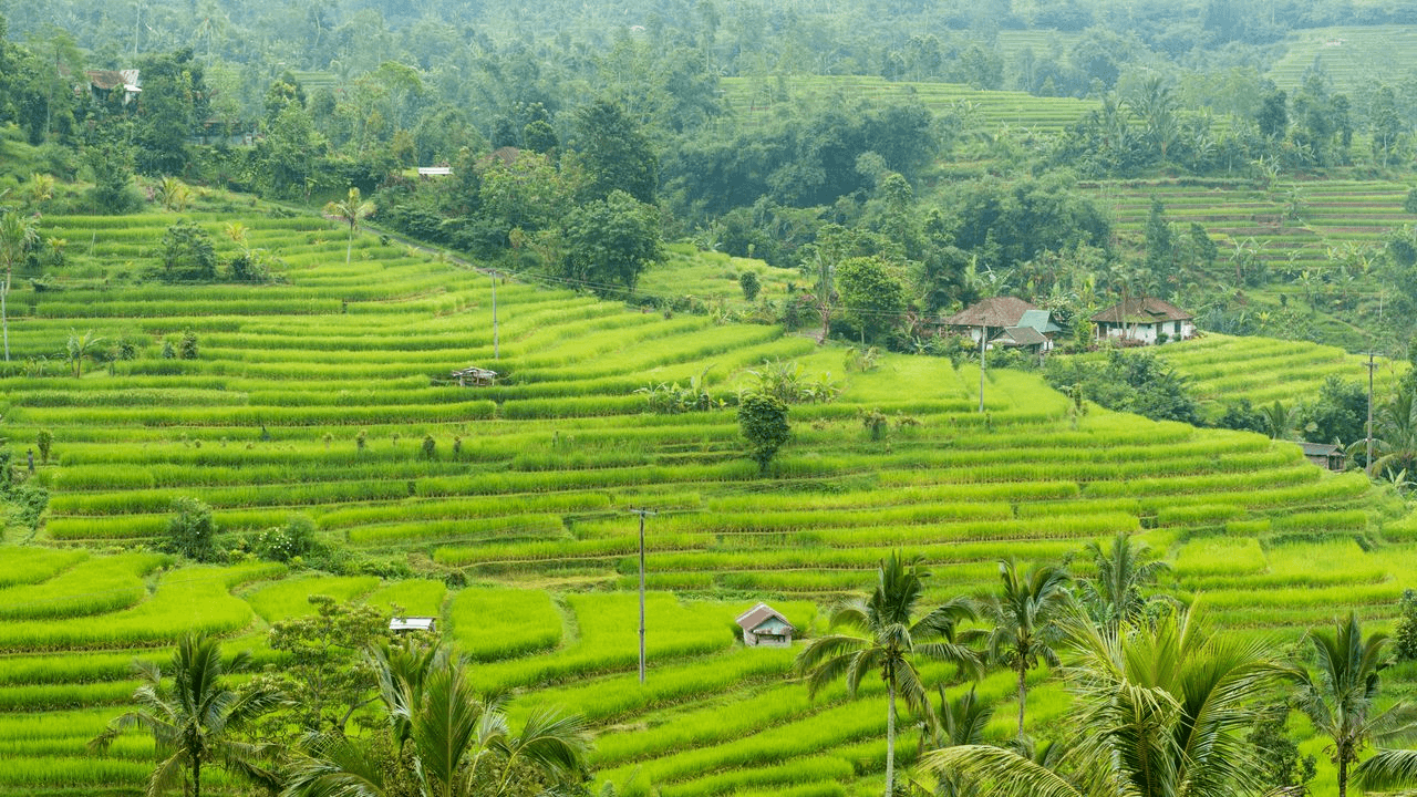 rice-paddies