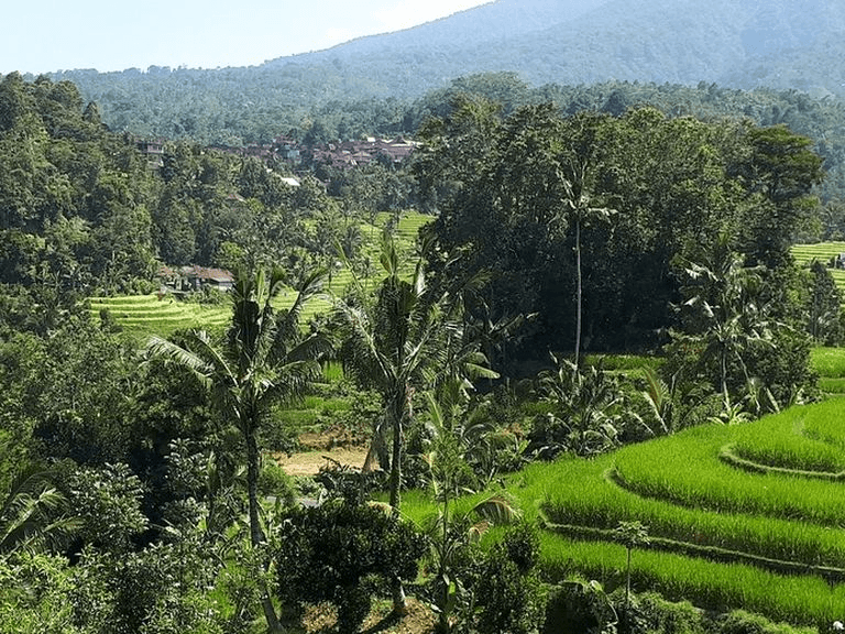 indonesie-java-nagrak-rijstvelden