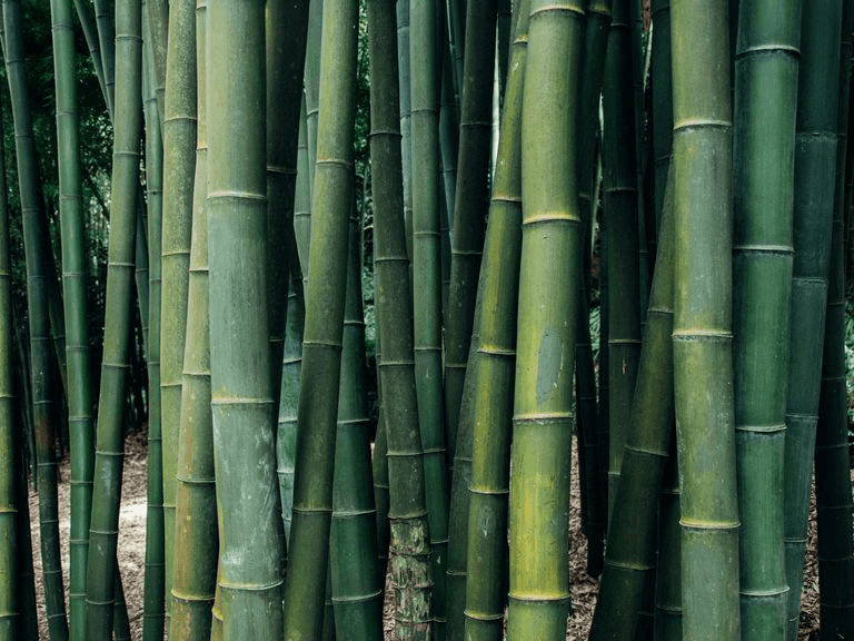 closeup-shot-bamboo-trees